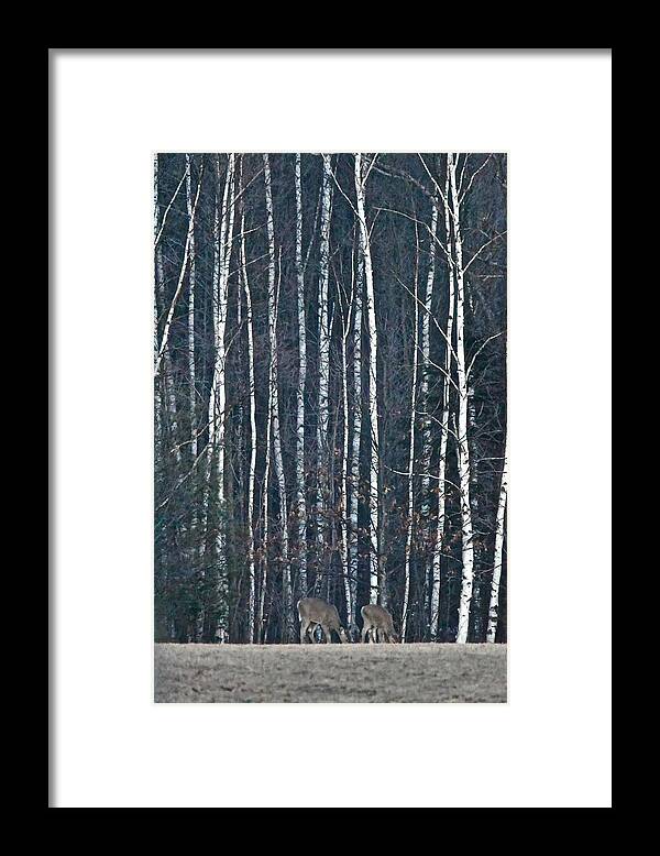 Deer Framed Print featuring the photograph Among the Birch by Michael Peychich