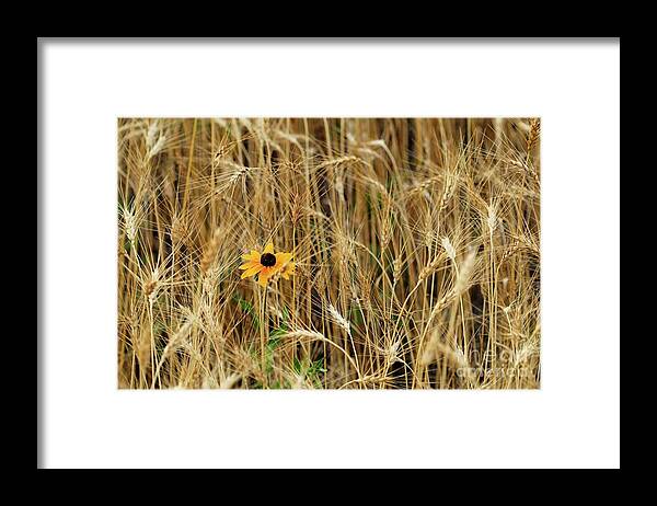 Flower Framed Print featuring the photograph Among the Wheat 2 by Jimmy Ostgard
