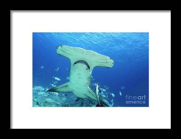 Great Hammerhead Shark Framed Print featuring the photograph Mokarran by Aaron Whittemore