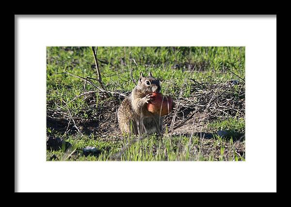 Squirrel Framed Print featuring the photograph An Apple A Day - 2 by Christy Pooschke