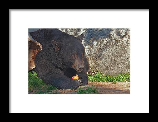Animal Framed Print featuring the photograph An Apple A Day by Brian Cross