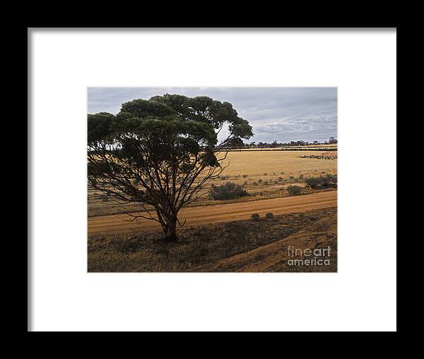 Digital Color Photo Framed Print featuring the photograph An Australian Tree by Tim Richards