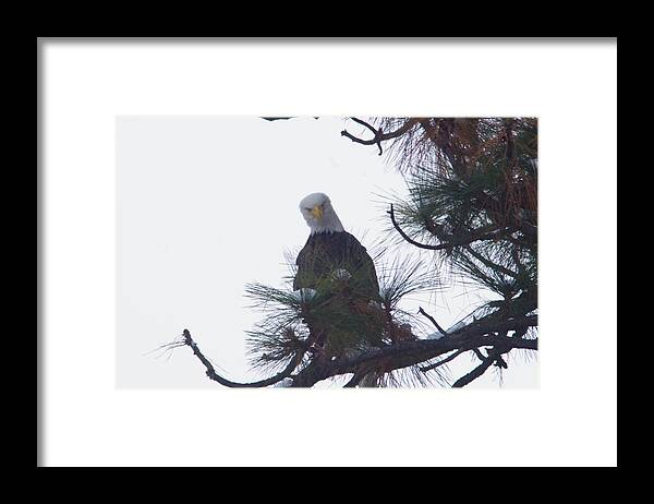 Eagle Framed Print featuring the photograph An eagle looks down by Jeff Swan