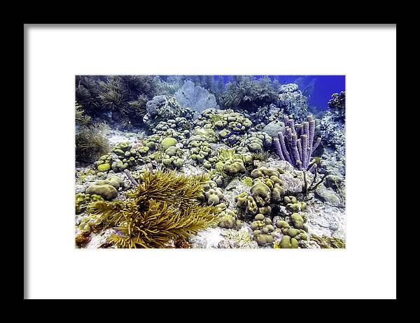 Sea Rod Corals Framed Print featuring the photograph An Explosion of Life II by Perla Copernik