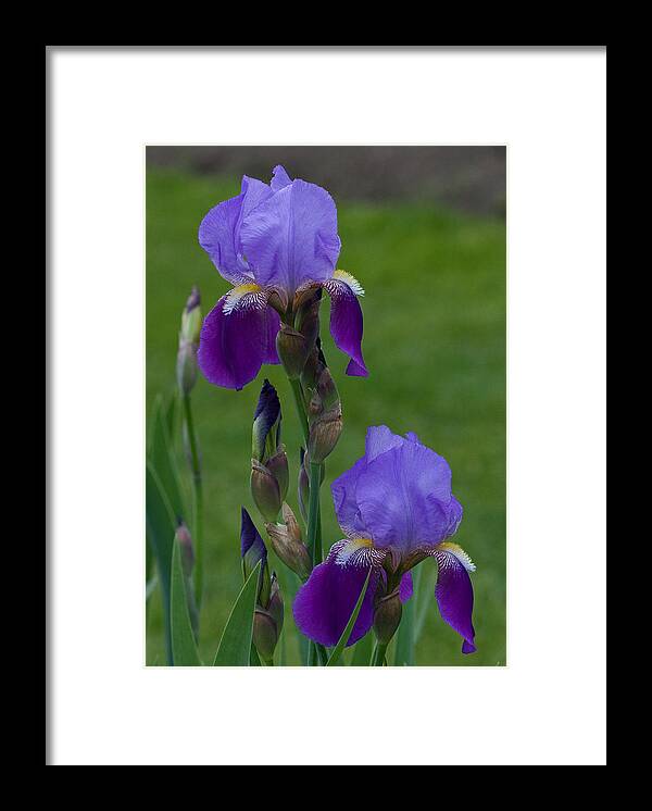 Iris Framed Print featuring the photograph An Iris Picture by Robert Pilkington