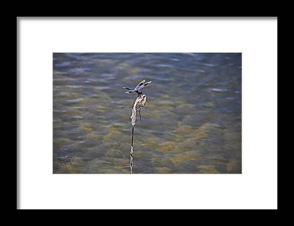Dragonfly Framed Print featuring the photograph An Opportune Moment by Michiale Schneider