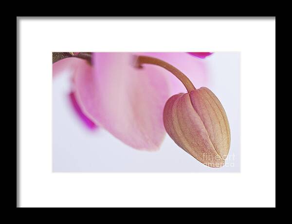 Orchid Framed Print featuring the photograph An Orchid Ready to Bloom by Sherry Hallemeier