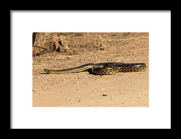 Anaconda Framed Print featuring the photograph Anaconda Crossing Transpantaneira by Aivar Mikko