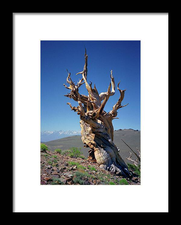 Bristlecone Pine Framed Print featuring the photograph Ancient Bristlecone Pine Tree Composition 2, Inyo National Forest, White Mountains, California by Kathy Anselmo