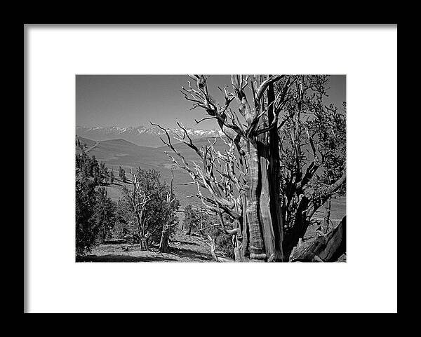 Bristlecone Pine Framed Print featuring the photograph Ancient Bristlecone Pine Tree, Composition 4, Inyo National Forest, White Mountains, California by Kathy Anselmo
