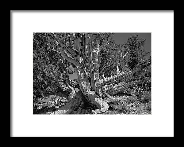 Bristlecone Pine Framed Print featuring the photograph Ancient Bristlecone Pine Tree, Composition 5 BW, Inyo National Forest, White Mountains, California by Kathy Anselmo