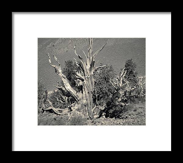 Bristlecone Pine Framed Print featuring the photograph Ancient Bristlecone Pine Tree, Composition 9 selenium sepia toned, Inyo National Forest, California by Kathy Anselmo