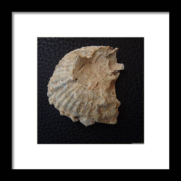 Ancient Female Head Fossil Framed Print featuring the sculpture Ancient female head fossil by Shan Peck