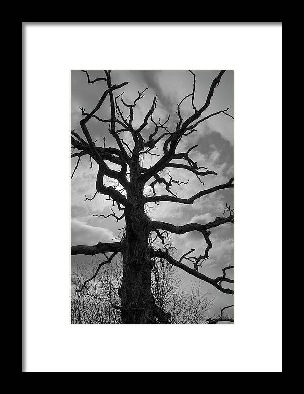 Ancient Framed Print featuring the photograph Ancient Oak Tree No. 4 by David Gordon