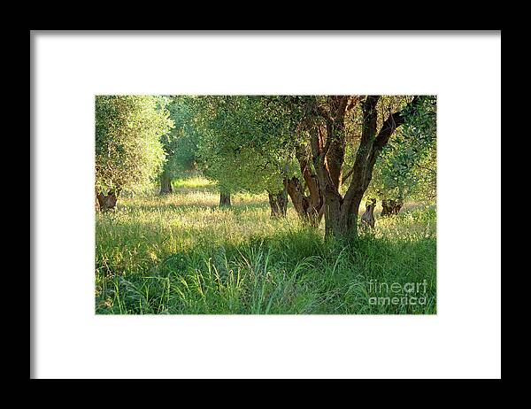 Nature Framed Print featuring the photograph Ancient Olive Trees on the Gargano Coast by Julia Hiebaum