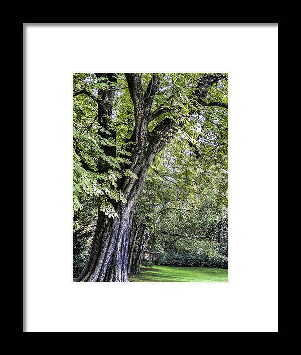 Tree Framed Print featuring the photograph Ancient Tree Luxembourg Gardens Paris by Sally Ross
