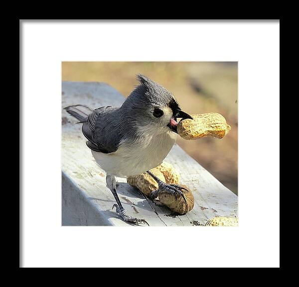 Tufted Titmouse Framed Print featuring the photograph And I'll Save This One for Later by Linda Stern