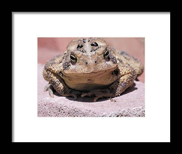 Toad Framed Print featuring the photograph And the Ant Said by Randy Bodkins