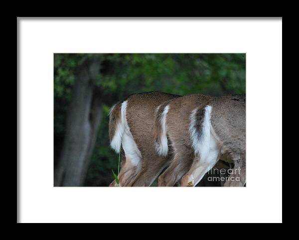 Deer Framed Print featuring the photograph And The Butts Have It by Lori Tambakis