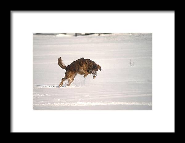 Golden Retriever Framed Print featuring the photograph Andy - On The Hunt by DArcy Evans