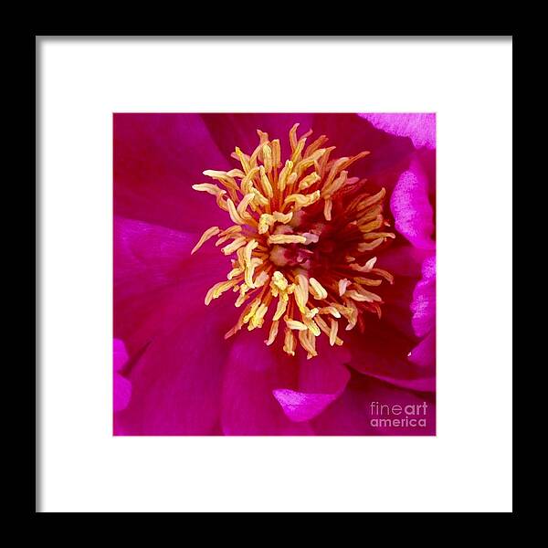 Beauty Framed Print featuring the photograph Anemone by Denise Railey