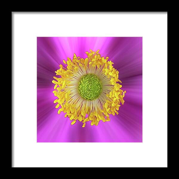 Beautiful Framed Print featuring the photograph Anemone Hupehensis 'hadspen by John Edwards