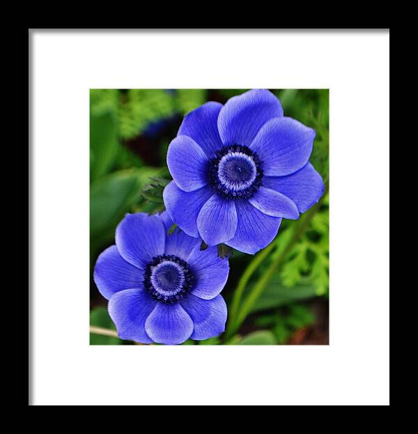Flowers Framed Print featuring the photograph Anemone Nemorosa by Eileen Brymer