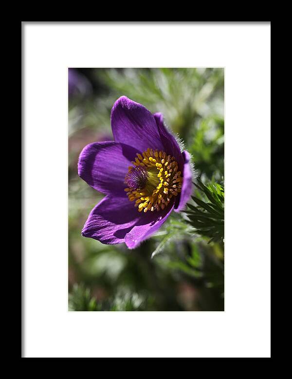 Flower Framed Print featuring the photograph Fuzzy Purple Anemone Pulsatilla Vulgaris by Tammy Pool