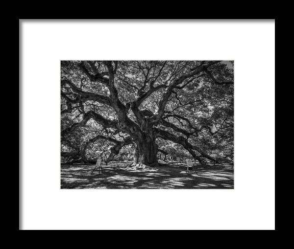 Angel Oak Tree Framed Print featuring the photograph Angel Oak 002 by Lance Vaughn