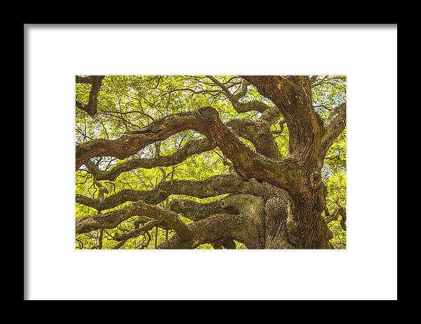 Tree Framed Print featuring the photograph Angel Oak I by Steven Ainsworth
