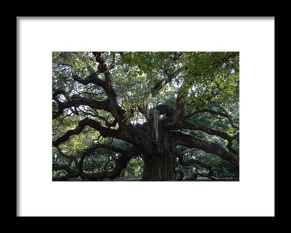 Trees Framed Print featuring the photograph Angel Oak by Leslie Revels