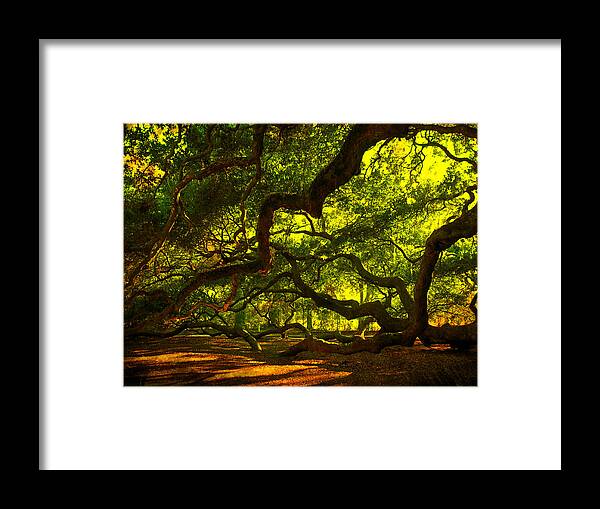 Angel Oak Framed Print featuring the photograph Angel Oak Limbs 2 by Susanne Van Hulst