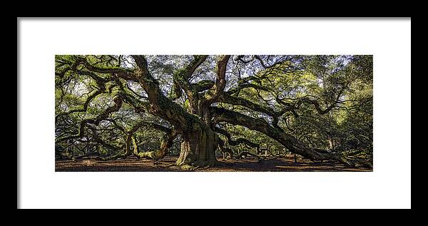 Alexandria Framed Print featuring the photograph Angel Oak by Michael Donahue