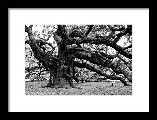 Nature Framed Print featuring the photograph Angel Oak Tree 2009 Black and White by Louis Dallara