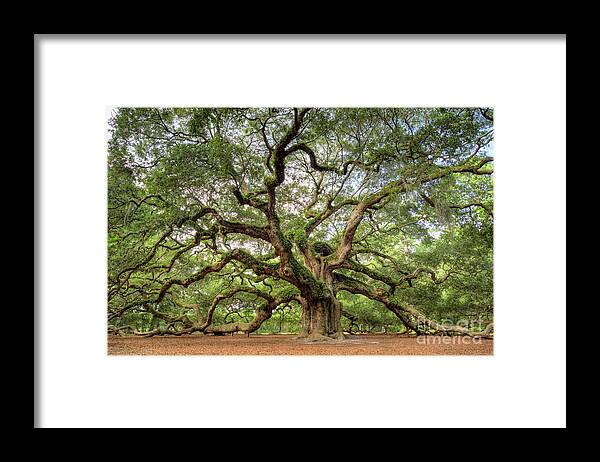 Angel Oak Tree Framed Print featuring the photograph Angel Oak Tree of Life by Dustin K Ryan