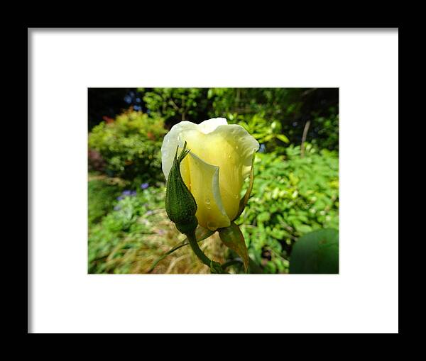 Rose Framed Print featuring the photograph Angel wing by Susan Baker