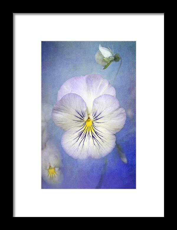 White Pancy Flower Framed Print featuring the photograph Angel Wings by Marina Kojukhova