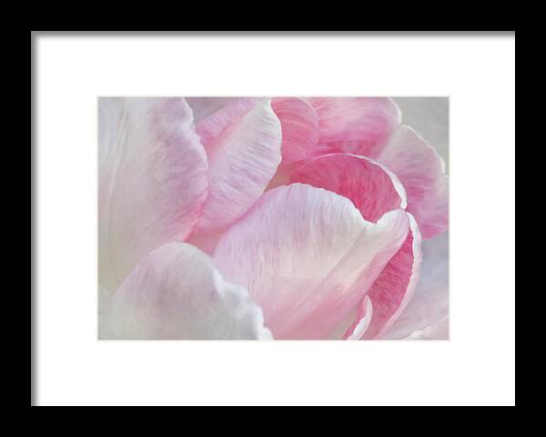 Flower Framed Print featuring the photograph Angelique Peony Tulip #3 by Patti Deters