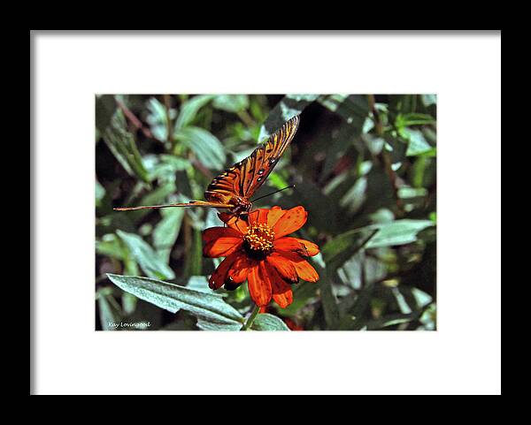 Nature Framed Print featuring the photograph Angling for Food by Kay Lovingood