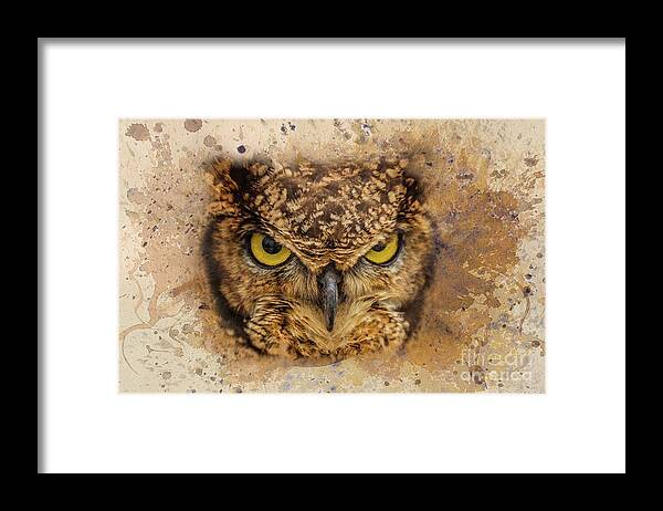 Indian Eagle-owl Framed Print featuring the photograph Angry Bird by Eva Lechner