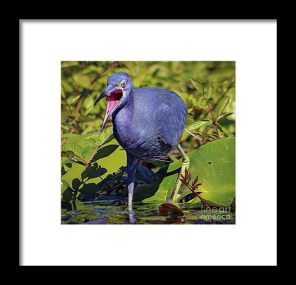 Herons Framed Print featuring the photograph Angry Little Blue Heron - Egretta Caerulea by DB Hayes