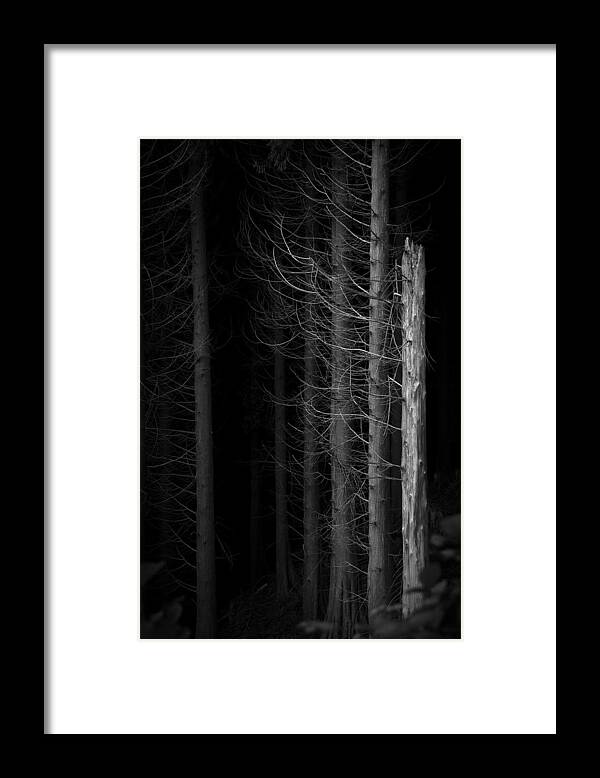 Tree Framed Print featuring the photograph Angst by Dorit Fuhg