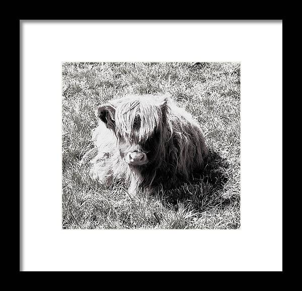 Coo Framed Print featuring the photograph Angst by HweeYen Ong