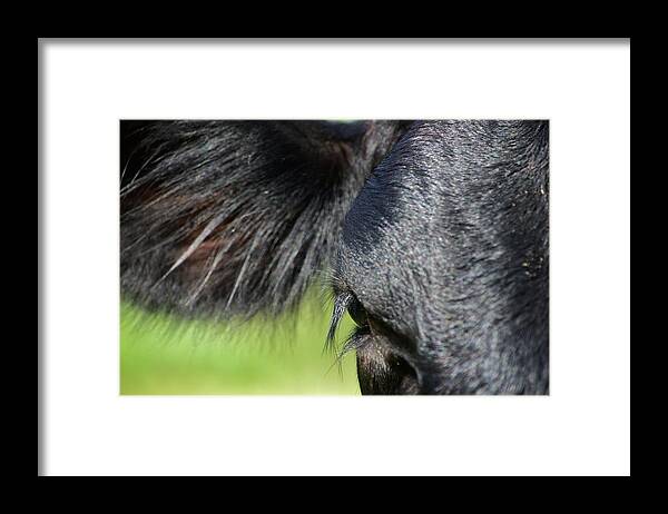 Angus Framed Print featuring the photograph Angus Eye by Lynda Dawson-Youngclaus