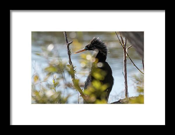 Anhinga Framed Print featuring the photograph Anhinga 3 March 2018 by D K Wall