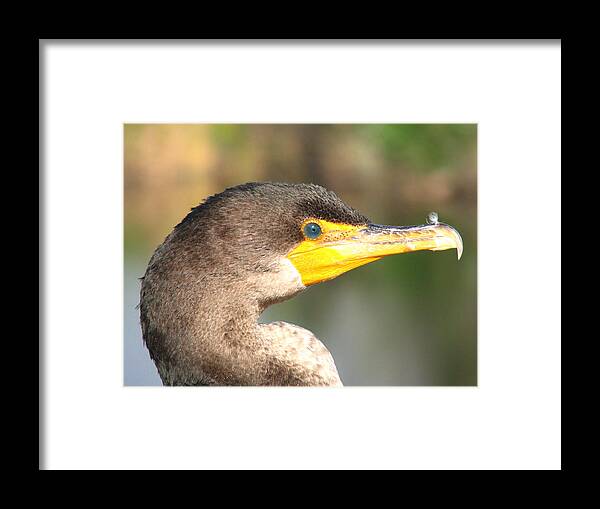 Anhinga Framed Print featuring the photograph Anhinga Blue Eye by Vic Delnore