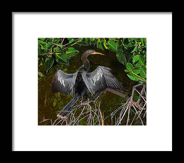 Nature Framed Print featuring the photograph Anhinga in the Mangroves by Phil Jensen