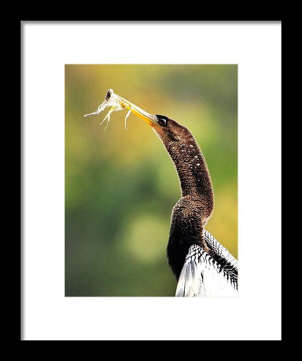 Anhinga With Plastic Framed Print featuring the photograph Anhinga With Plastic by Jack Cushman