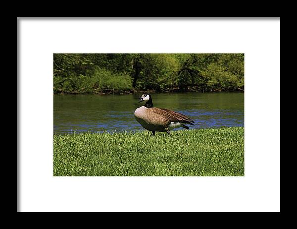 Animals Framed Print featuring the photograph Animal 3 by Karl Rose