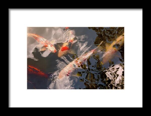 Fish Framed Print featuring the photograph Animal - Fish - Being koi by Mike Savad